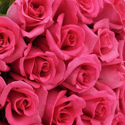 Bouquet Luxuoso 24 Rosas Pink Bouquet Luxuoso 24 Rosas Pink